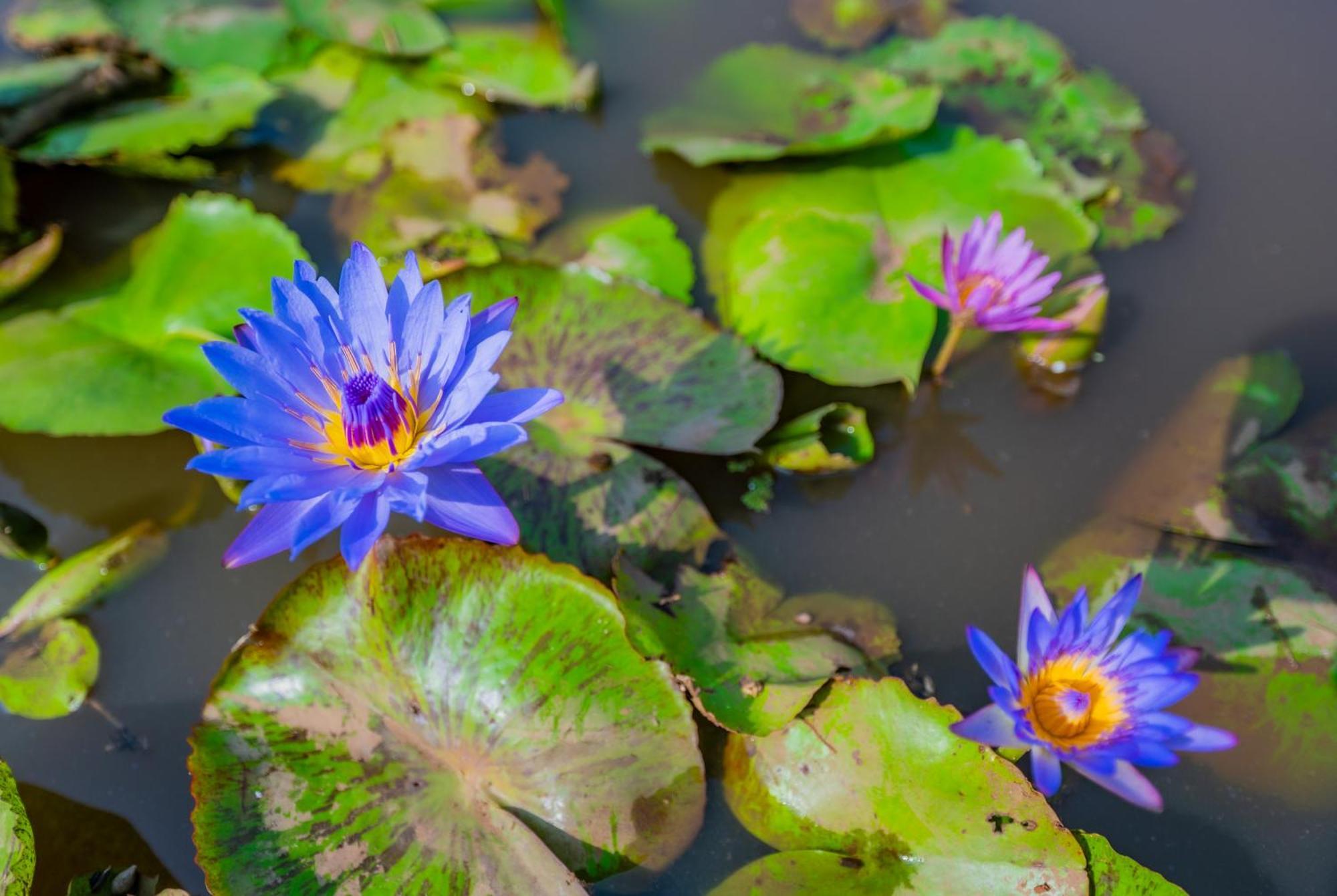 מלון Pali  Lotus Leaf מראה חיצוני תמונה