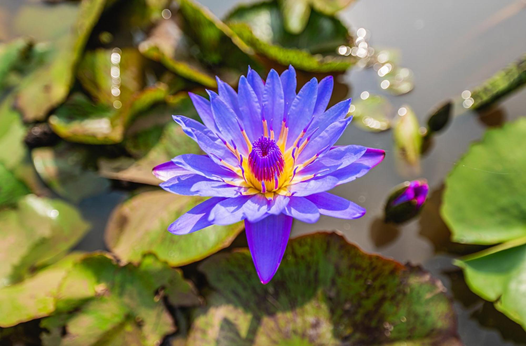מלון Pali  Lotus Leaf מראה חיצוני תמונה